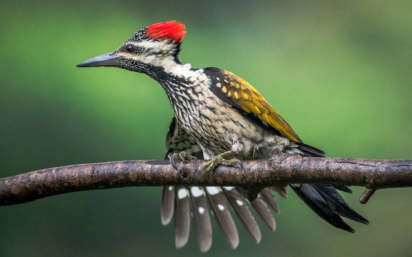 The Red-Headed Carver | WoodPecker Indian Forests