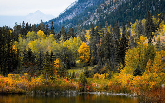 Golden Elegance | Fall Season
