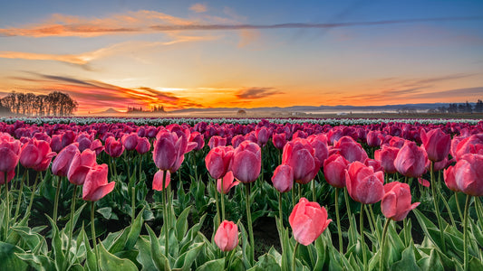 Morning Bloom | Tulips