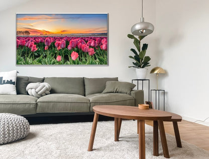Morning Bloom | Tulips
