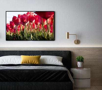 Petals of Happiness II | Tulips