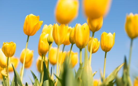Petals of Happiness IV | Tulips