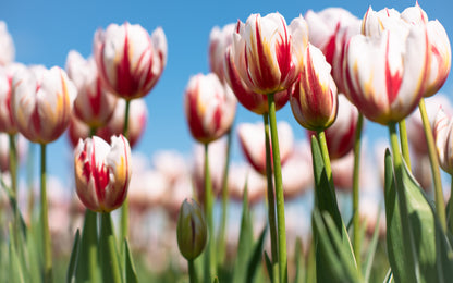 Petals of Happiness V | Tulips