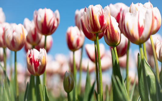 Petals of Happiness V | Tulips
