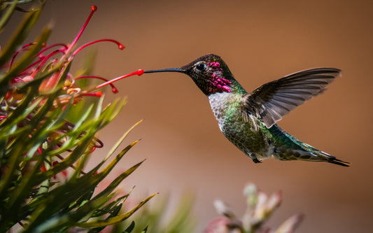 Swift & Graceful | Hummingbirds