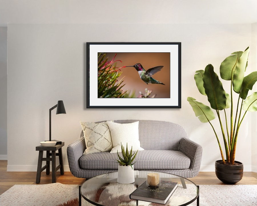 Swift & Graceful | Hummingbirds
