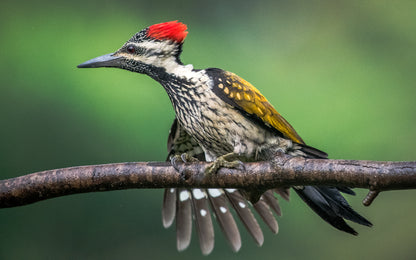 The Red-Headed Carver | WoodPecker Indian Forests