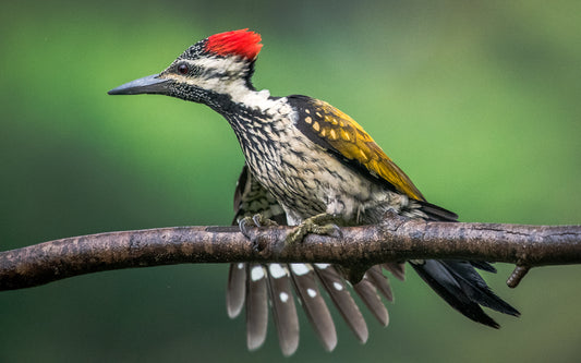The Red-Headed Carver | WoodPecker Indian Forests