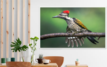 The Red-Headed Carver | WoodPecker Indian Forests