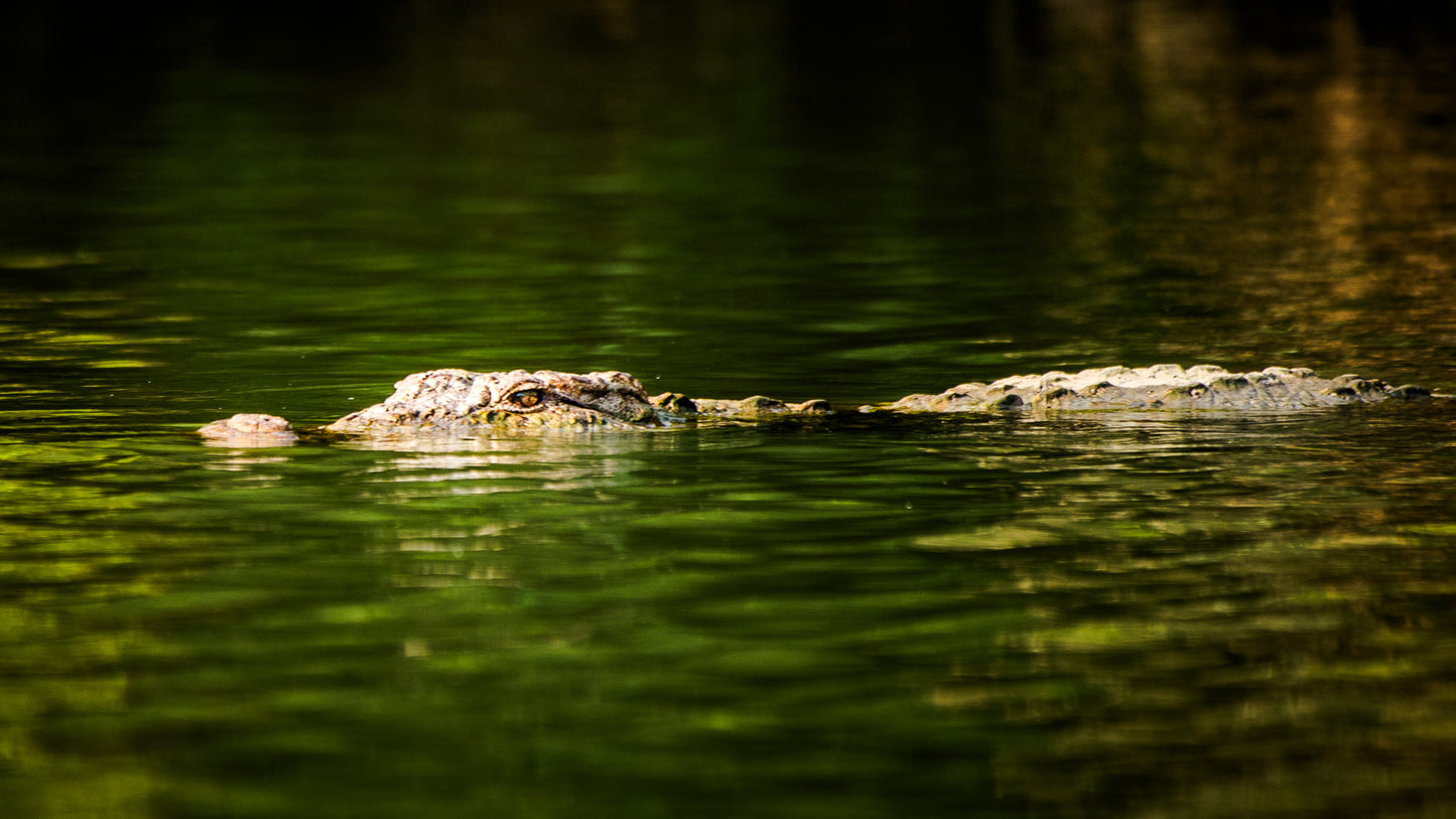 Cruising Croc | Indian wildlife