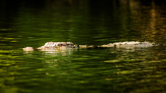 Cruising Croc | Indian wildlife